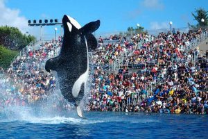 seaworld orlando