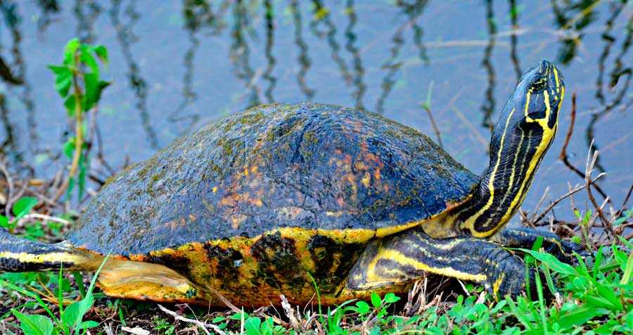 Parque Nacional de los Everglades