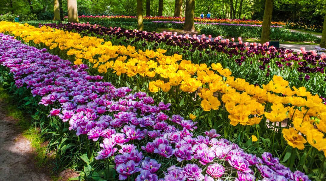 Keukenhof
paraíso de los tulipanes
Paises Bajos
Holanda
Netherland