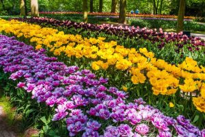 Keukenhof