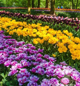 Keukenhof