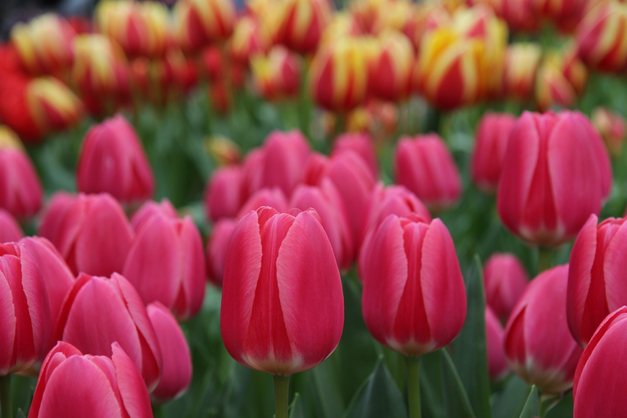 Keukenhof paraíso de los tulipanes en Países Bajos