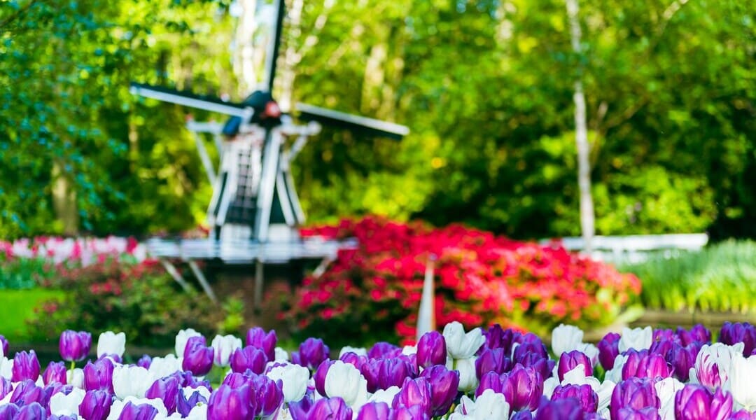 Molino de viento holandés
coloridos tulipanes frescos en el
parque de Keukenhof,
Holanda